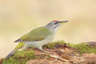 Grey-headed Woodpecker (Picus canus), Grasspecker or Pileated Woodpecker, male sitting on a