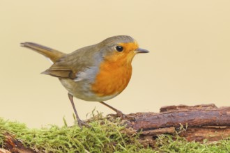 Robin (Erithacus rubecula), foraging, winter feeding, standing on moss, wildlife, songbirds,