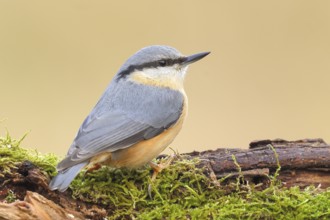 Nuthatch (Sitta europaea) on a moss-covered root, wildlife, nature photography, Neunkirchen,