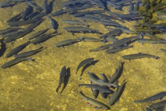 Trout in the pond, Kreuth fishing, Herzogliche Fischzucht Wildbad Kreuth, Tegernsee Valley, Upper