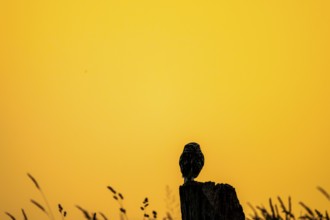 The silhouette of an owl Little Owl (Athene noctua) stands out clearly against a yellow, expansive