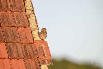 Little owl (Athene noctua) adult adult bird sitting on the edge of a tiled roof of a building and