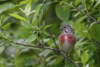 A linnet (Linaria cannabina) with a red breast sitting on a green branch against a lush background,
