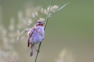 Reed warbler (Acrocephalus schoenobaenus) sitting on a reed in a natural environment,