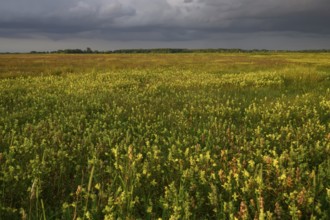Wet meadow with flowering rattle pot (Rhinanthus spec.) in warm light under a partly cloudy sky,