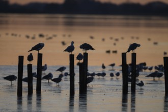 Black-headed gulls (Larus ridibundus) Birds on posts in the water at sunset, soft light, calm
