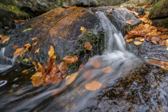 River Bode flows over smooth-cut rocks with autumn colors, autumn colors in the Bodetal nature