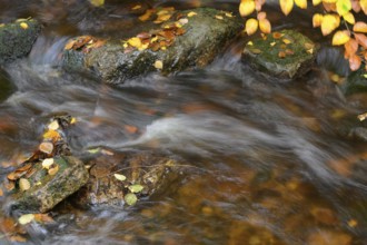 Autumn colors on the Bode River in the Bodetal Nature Reserve in the Harz National Park,