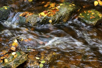 River Bode flows over smooth-cut rocks with colorful autumn leaves, autumn colors in the Bodetal