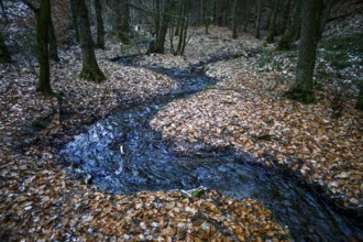 The Zwickenbach meanders through forest in winter, Zwickenbach Valley, Bakum, Melle, Lower Saxony,