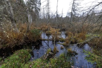 Moorland with dead trees in Osterwald, Zingst, Fischland-Darß-Zingst, Western Pomerania Lagoon Area