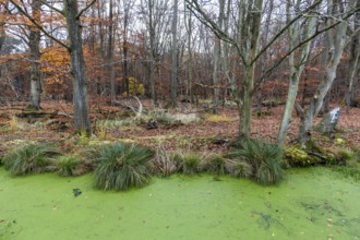 Moorland with trees, foreground stream with duckweed (Lemna), Osterwald, Zingst,