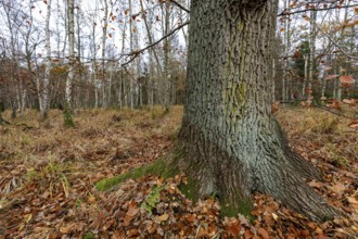 Birch trees (Betula), birch forest, thick tree trunk in front, Osterwald, Zingst,