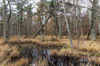 Moorland with trees in Osterwald, Zingst, Fischland-Darß-Zingst, Western Pomerania Lagoon Area