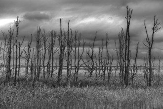 Dead trees, black and white photo, Osterwald, Zingst, Fischland-Darß-Zingst, Western Pomerania