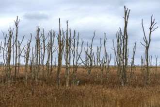 Dead trees, Osterwald, Zingst, Fischland-Darß-Zingst, Western Pomerania Lagoon Area National Park,
