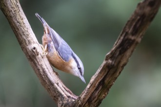 Nuthatch (Sitta europaea), Emsland, Lower Saxony, Germany