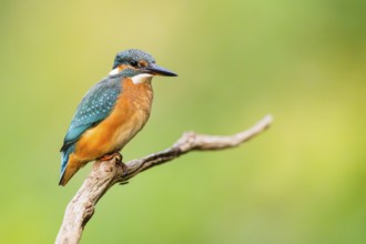 Common kingfisher (Alcedo atthis) sitting on an old wooden branch in late summer, wildife, Bavaria,