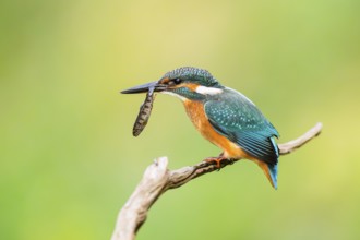 Common kingfisher (Alcedo atthis) sitting on an old wooden branch eating his fresh cought fish in