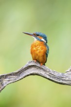 Common kingfisher (Alcedo atthis) sitting on an old wooden branch in late summer, wildife, Bavaria,