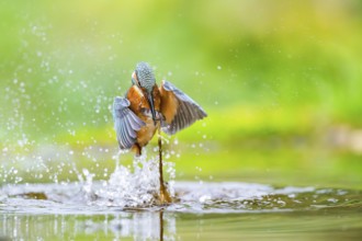 Common kingfisher (Alcedo atthis) flying out of the water with a fresh cought fish in his beak in