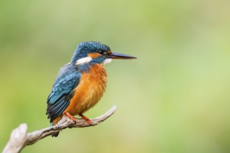 Common kingfisher (Alcedo atthis) sitting on an old wooden branch in late summer, wildife, Bavaria,