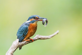 Common kingfisher (Alcedo atthis) sitting on an old wooden branch eating his fresh cought fish in
