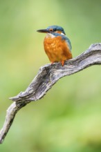 Common kingfisher (Alcedo atthis) sitting on an old wooden branch in late summer, wildife, Bavaria,