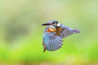 Common kingfisher (Alcedo atthis), flying, wildife, Bavaria, Germany