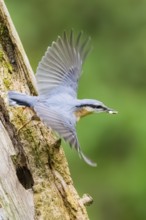 Eurasian nuthatch (Sitta europaea) flying from an old wrotten tree trunk at a swamp, Bavaria,