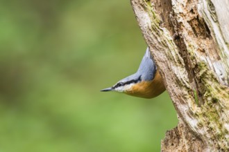 Eurasian nuthatch (Sitta europaea) sitting on an old wrotten tree trunk at a swamp, Bavaria,