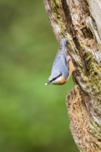 Eurasian nuthatch (Sitta europaea) sitting on an old wrotten tree trunk at a swamp, Bavaria,