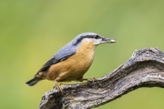 Eurasian nuthatch (Sitta europaea) sitting on an old wooden branch at a swamp, Bavaria, Germany