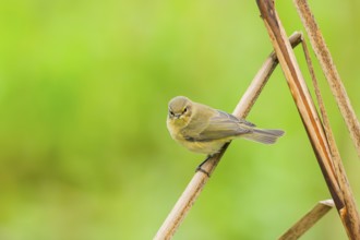 Common chiffchaff (Phylloscopus collybita) sitting on a reed, Bavaria, Germany