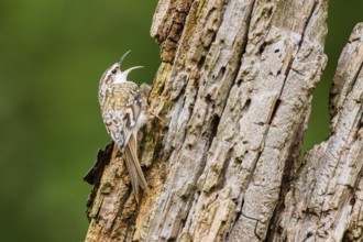 Eurasian treecreeper (Certhia familiaris) climbing up an old wrotten tree trunk, Bavaria, Germany