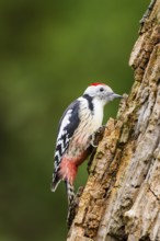 Middle spotted woodpecker (Dendrocoptes medius) sitting on an old wrotten tree trunk in late
