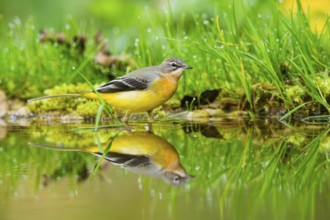 Grey Wagtail (Motacilla cinerea) hunting at a little lake in a swamp, wildlife, Germany