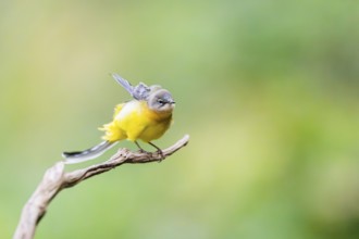 Grey Wagtail (Motacilla cinerea) sitting on a branch, wildlife, Germany