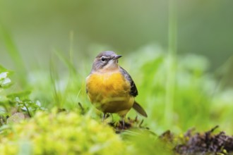 Grey Wagtail (Motacilla cinerea) sitting on the ground, wildlife, Germany