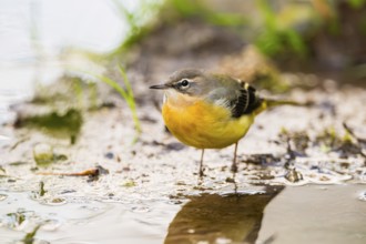 Grey Wagtail (Motacilla cinerea) hunting at a little lake in a swamp, wildlife, Germany