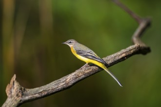 Grey Wagtail (Motacilla cinerea) sitting on a branch, wildlife, Germany