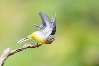 Grey Wagtail (Motacilla cinerea) starts flying, wildlife, Germany
