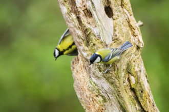 Great tit (Parus major) sitting on an old wrotten tree trunk at a swamp, Bavaria, Germany