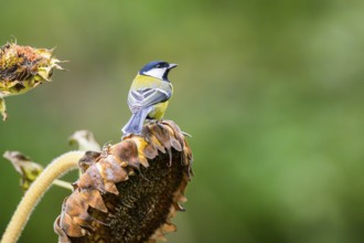 Great tit (Parus major) sitting on an old sunflower blossom with seeds inside, Bavaria, Germany