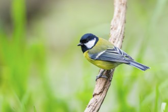 Great tit (Parus major) sitting on stem of a reed at a swamp, Bavaria, Germany