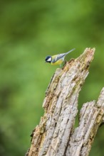 Great tit (Parus major) sitting on an old wrotten tree trunk at a swamp, Bavaria, Germany
