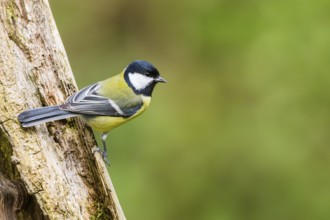 Great tit (Parus major) sitting on an old wrotten tree trunk at a swamp, Bavaria, Germany