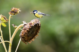Great tit (Parus major) sitting on an old sunflower blossom with seeds inside, Bavaria, Germany