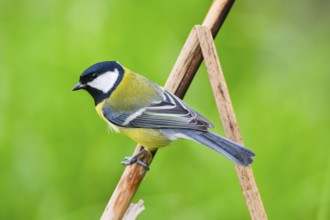 Great tit (Parus major) sitting on stem of a reed at a swamp, Bavaria, Germany