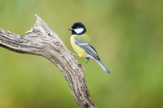 Great tit (Parus major) sitting on an old wood at a swamp, Bavaria, Germany